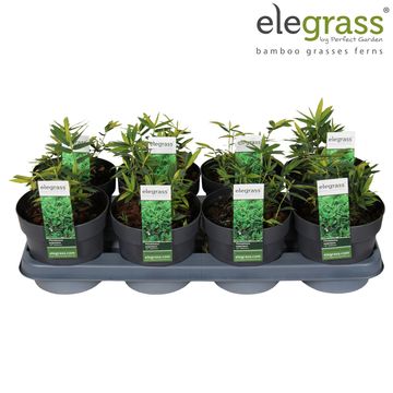 Pleioblastus pygmaeus distichus