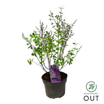 Syringa BLOOMERANG DARK PURPLE