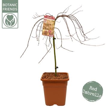 Acer palmatum CASCADE CRIMSON