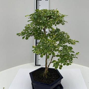 Duranta erecta 'Variegata'