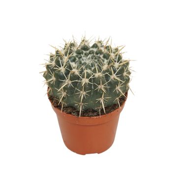 Notocactus mammulosus