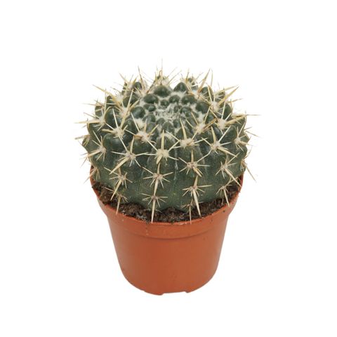 Notocactus mammulosus