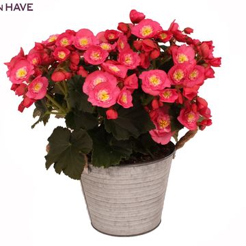 Begonia BELOVE ROSE