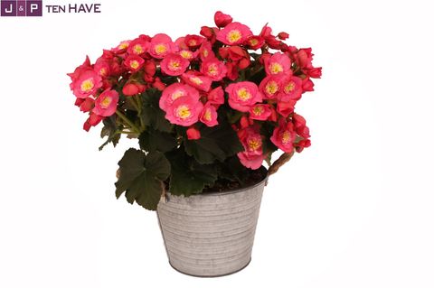 Begonia BELOVE ROSE
