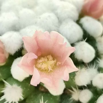 Mammillaria gracilis 'Oruga'
