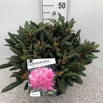 Rhododendron 'Калинка'