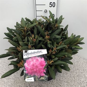 Rhododendron 'Калинка' (Y)