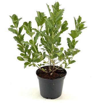 Brachyglottis compacta