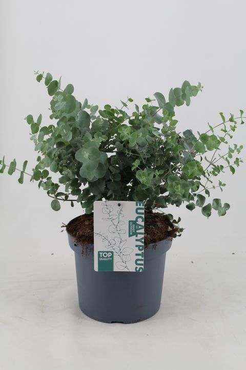 Eucalyptus cinerea 'Silver Dollar'