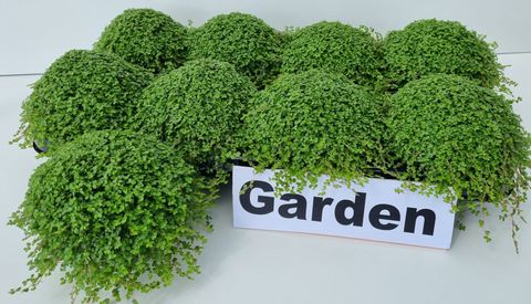 Soleirolia soleirolii