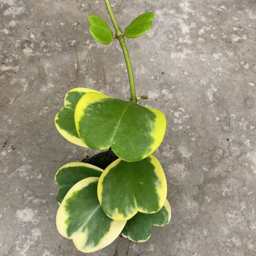 Hoya kerrii 'Variegata' (Van der Arend Tropical Plantcenter)