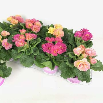 Primula vulgaris 'Girl's Delight'