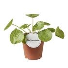 Pilea peperomioides 'Mojito'