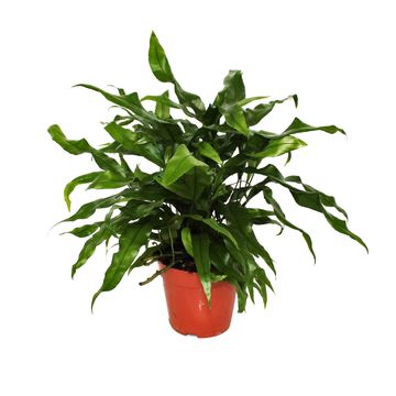 Microsorum diversifolium