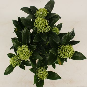 Skimmia japonica ВАЙТ ГЛОБ