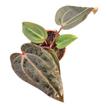 Anthurium DocBlock Red Velvet Cake® '24' X Red Velvet Cake® '24'