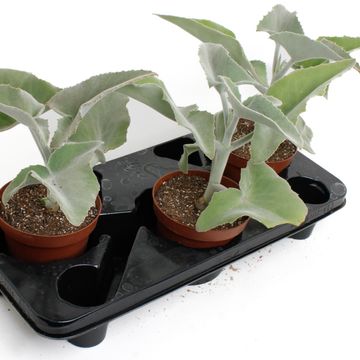 Kalanchoe beharensis