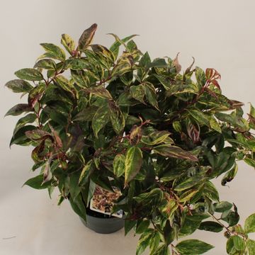 Leucothoe fontanesiana 'Rainbow'