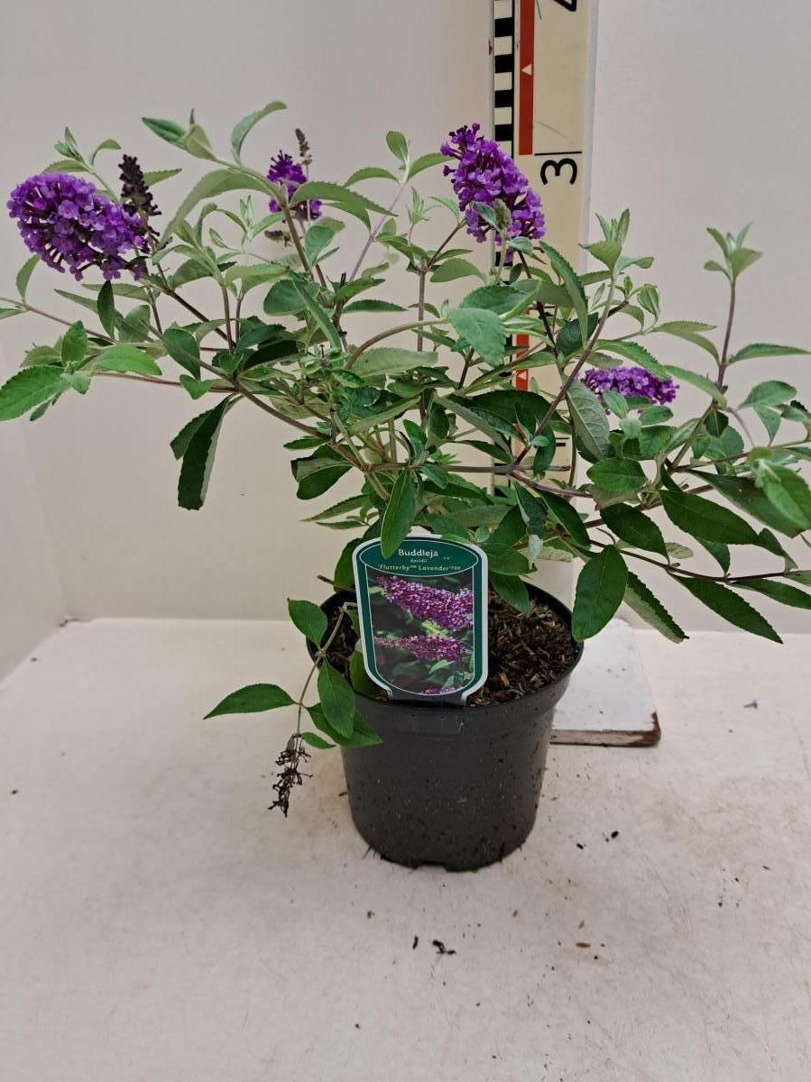 Hello Flutterby Buddleja FLUTTERBY LAVENDER — Mayorista de plantas FlorAccess