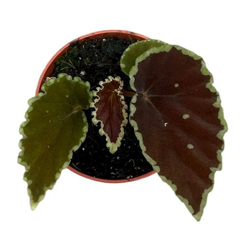 Begonia darthvaderiana 'Green Spots'