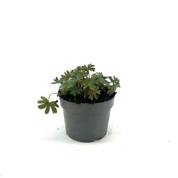 Geranium sanguineum 'Album'