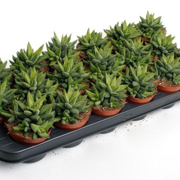 Haworthia attenuata 'Enon'
