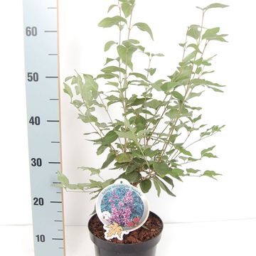 Syringa microphylla 'Superba'