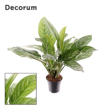 Aglaonema 'Stripes'