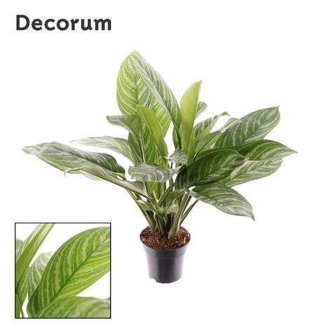 Aglaonema 'Stripes'