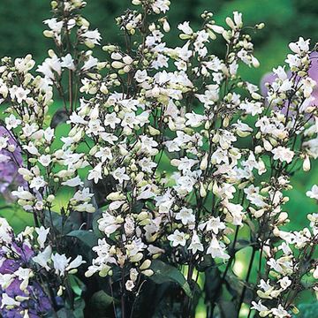 Penstemon digitalis 'Husker Red'