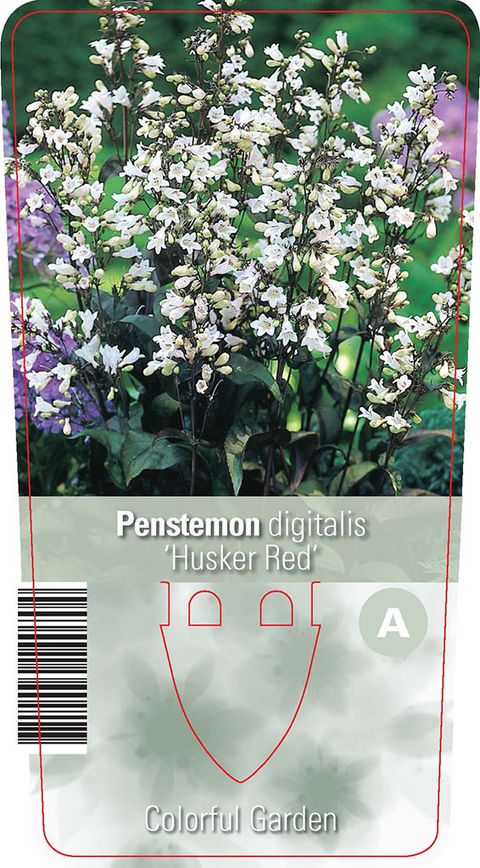 Penstemon digitalis 'Husker Red'