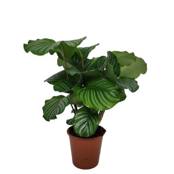 Calathea orbifolia