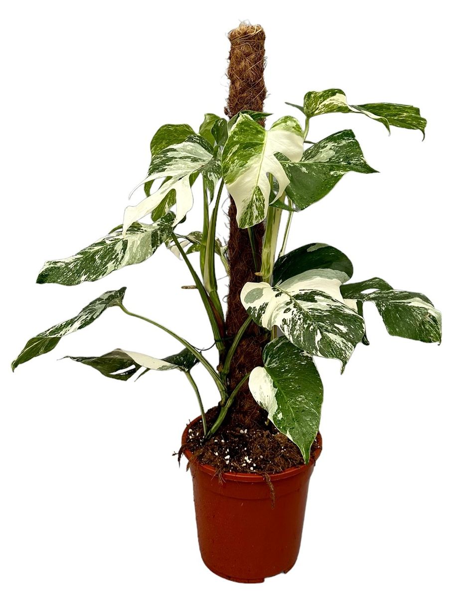 polyscias zimmerpflanze Polyscias scutellaria 'Fabian' – rundblättrige Aralie main image 0