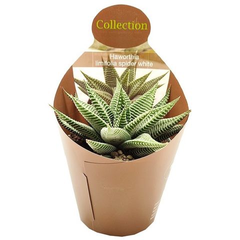 Haworthia limifolia SPIDER WHITE