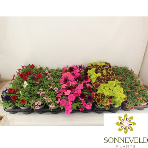 Rośliny sezonowe MIX