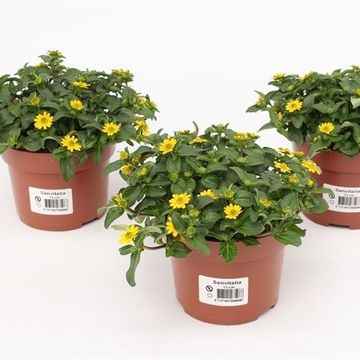 Sanvitalia procumbens