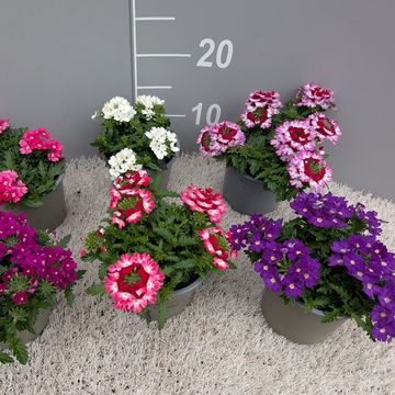 Verbena MIX