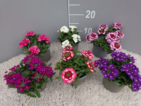 Verbena MIX