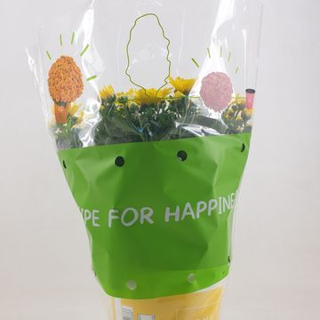Chrysanthemum HOMERUN YELLOW
