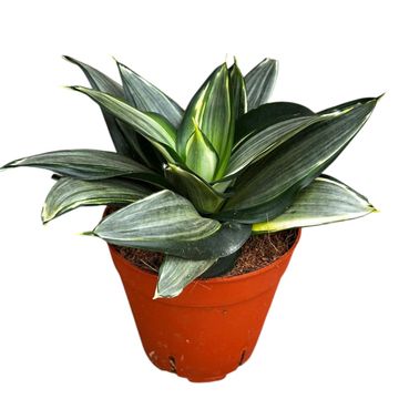Sansevieria trifasciata 'Diamond Hahnii'