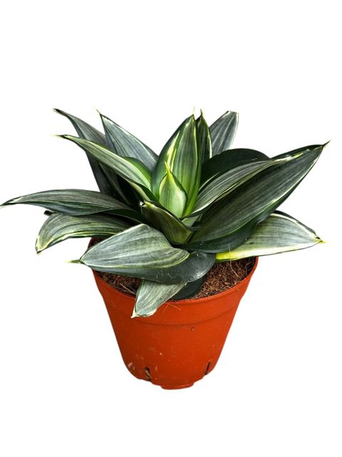 Sansevieria trifasciata 'Diamond Hahnii'