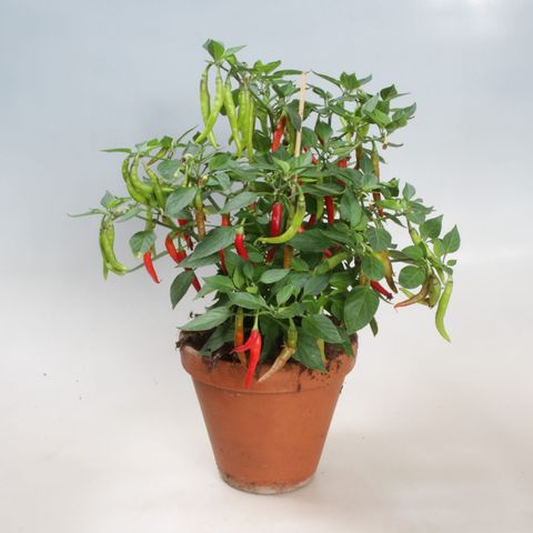 Capsicum annuum 'Basket of Fire'