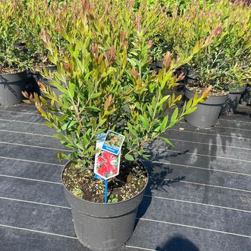 Callistemon viminalis INFERNO