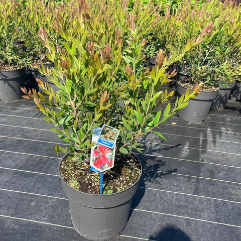 Callistemon viminalis INFERNO