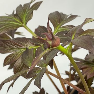 Paeonia 'Old Rose Dandy'