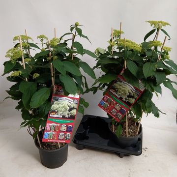 Hydrangea arborescens 'Hayes Starburst'