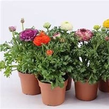 Ranunculus asiaticus SPRINKLES MIX