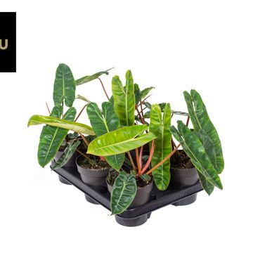 Філодендрон billietiae