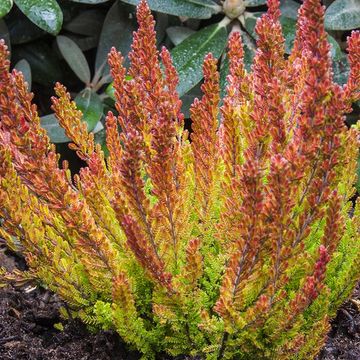 Calluna vulgaris GARDEN GIRLS ZOE