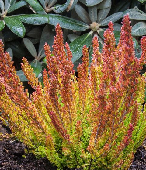 Calluna vulgaris GARDEN GIRLS ZOE